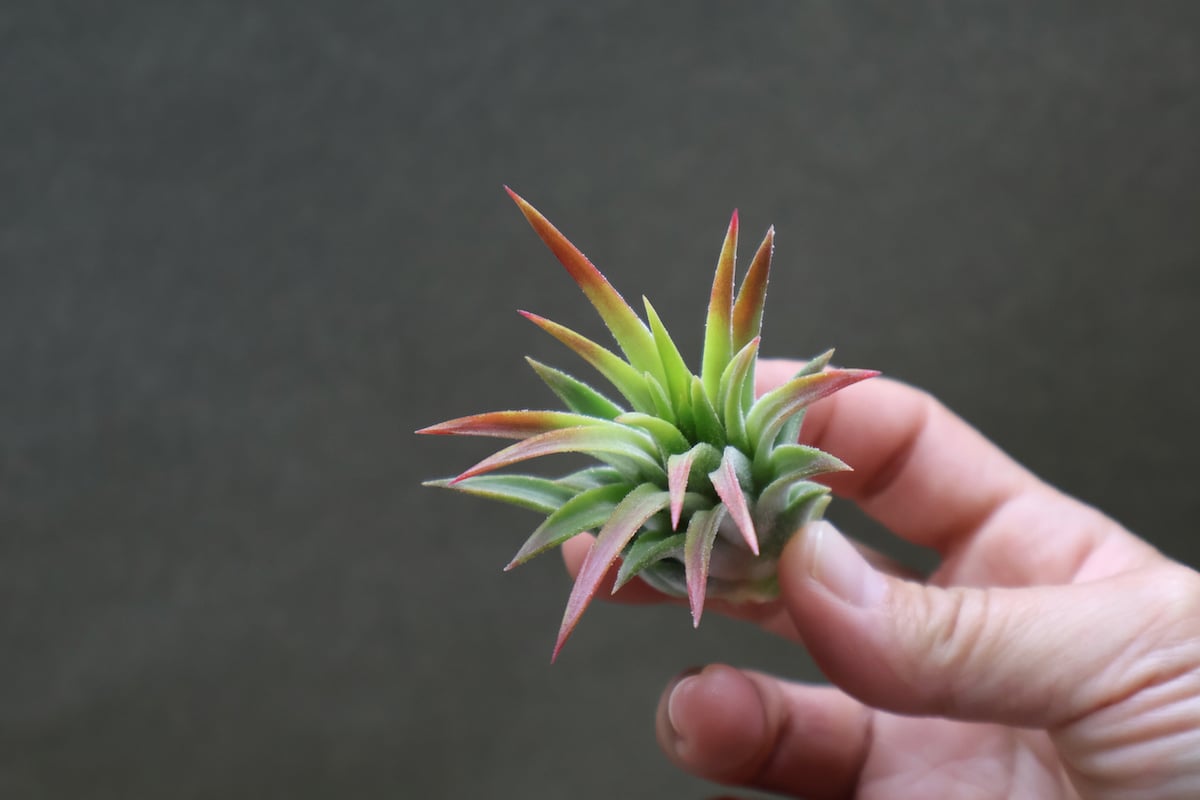 マヤントーテムポール Sサイズ06号 | air-plants TENGU-DO