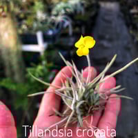 数年物　チランジア ベルゲリー　クランプ チランジア・ベルゲリー・クランプ - Collection : コレクション