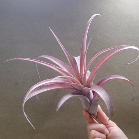 フリーセア ラズベリーシャーベット激レア中株 紫品種 【公式通販】