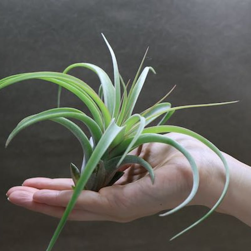 レディ ( コンコロール X ストレプトフィラ ) 06号 | air-plants TENG