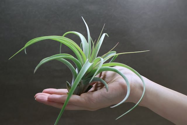 レディ ( コンコロール X ストレプトフィラ ) 06号 | air-plants レディ ( コンコロール X ストレプトフィラ ) 06号 | air-plants