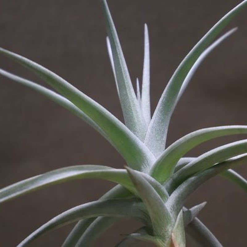 アエラントス ジャイアント 05号 | air-plants TENGU-DO