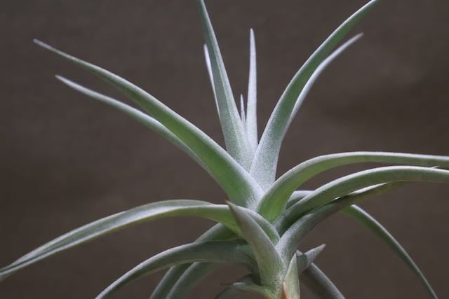アエラントス ジャイアント 05号 | air-plants TENGU-DO