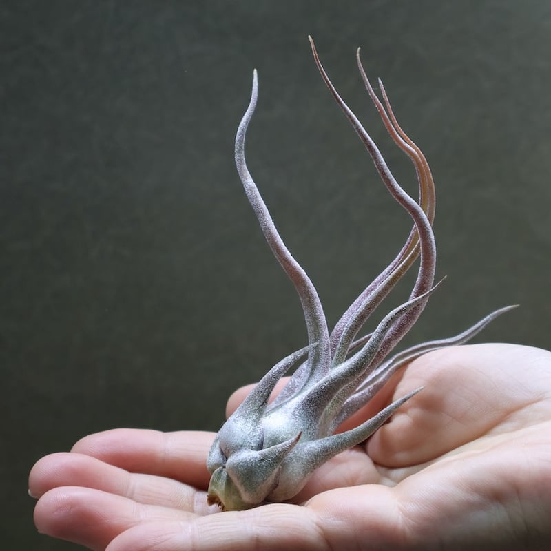 セレリアナ × ブルボーサ 10号 | air-plants TENGU-DO