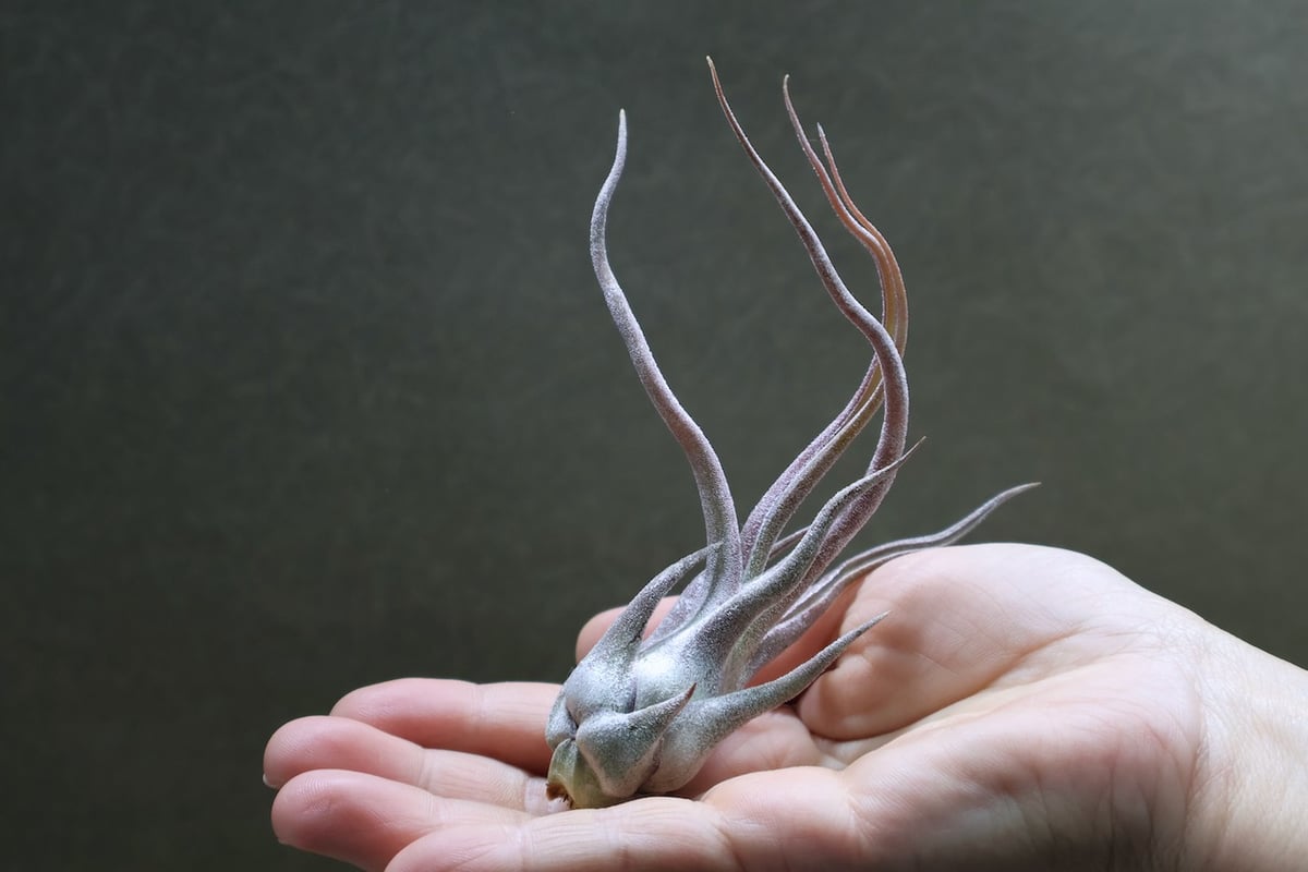 ブルボーサ×セレリアナ セレリアナ × ブルボーサ 08号 | air-plants TENGU-DO