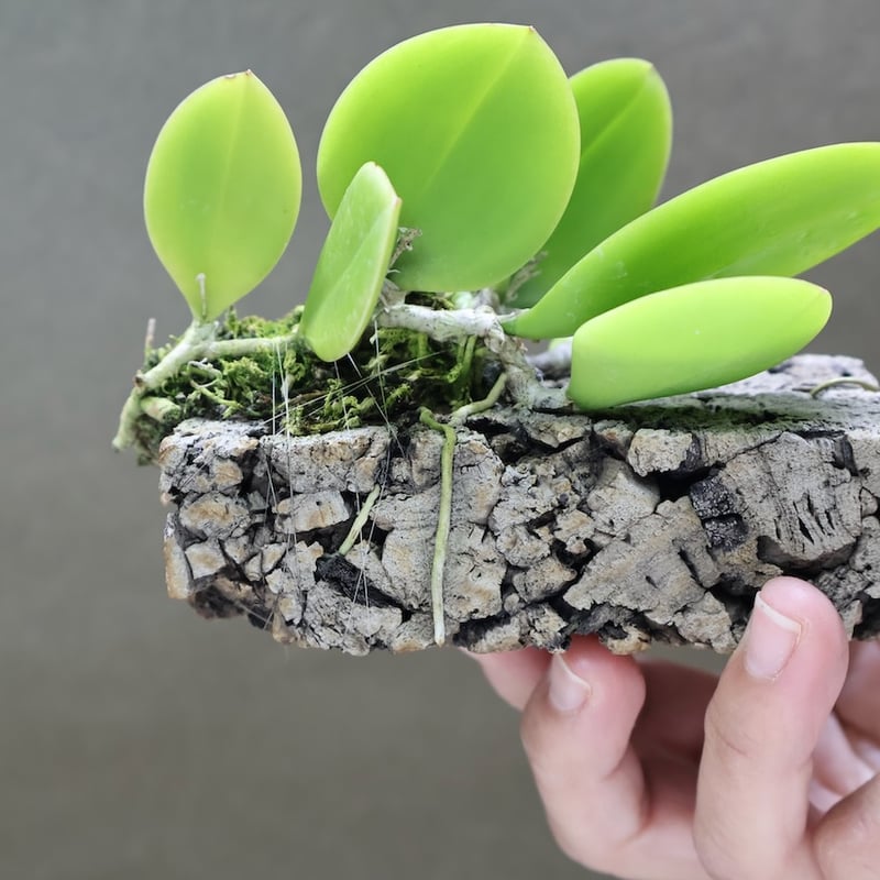 観葉植物 メイラシリウム トリナスタム アルバ 洋蘭 着生ラン 大株