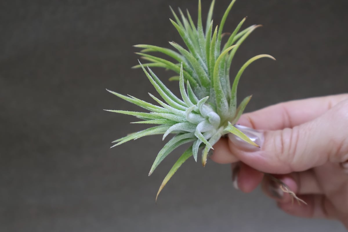 イオナンタ アルビノ 33号 | air-plants TENGU-DO