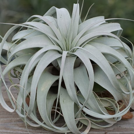 エアプランツ | STORES