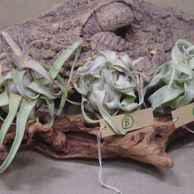 Isadore ジレ 断熱材あり Sサイズ Seaform Green 007P0063010_E3_1600x.jpg?v=