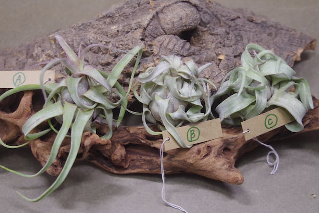 ストレプトフィラ Sサイズ 14-16号 | air-plants TENGU-DO