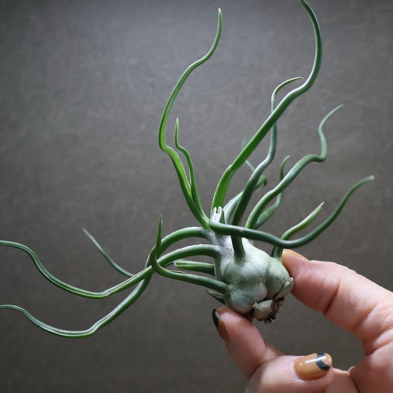 ブルボーサ ジャイアント63号 | air-plants TENGU-DO