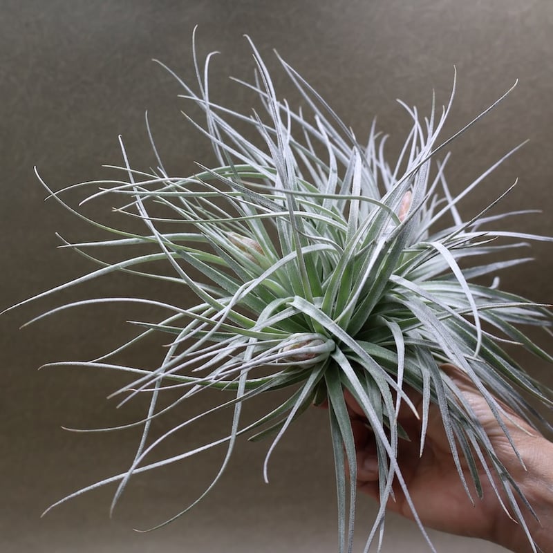 コットンキャンディ クランプ 花芽付き株 30号 | air-plants TENGU-DO