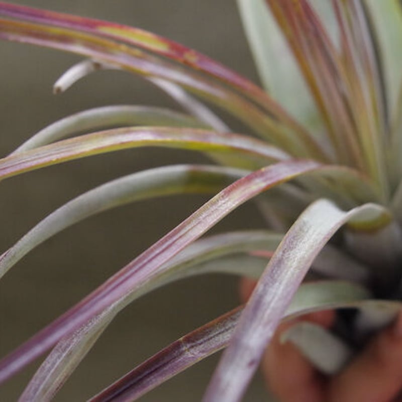 チランジアファシクラータ v.デンシスピカ x サブテレス