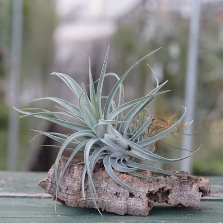 ブロメリア・エアープランツ semh_2025 ブロメリア・エアープランツ semh_2025 すべてのエアー プランツ