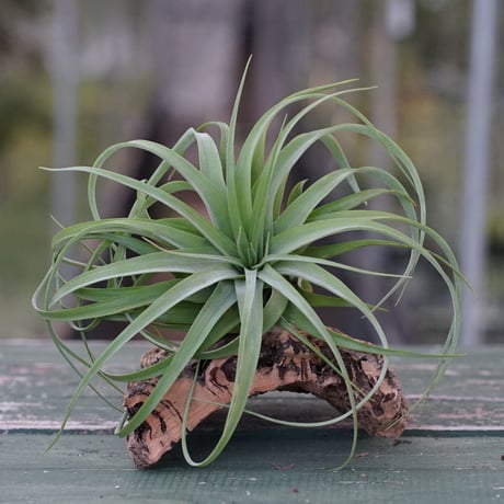 ブロメリア・エアープランツ semh_2025 エアプランツセット