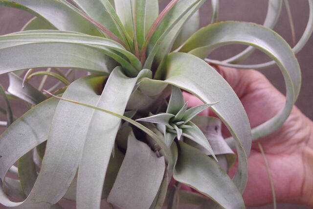 ギリエシークランプ　Tillandsia ギリエシークランプ Tillandsia ティランジア・バールマルクシー