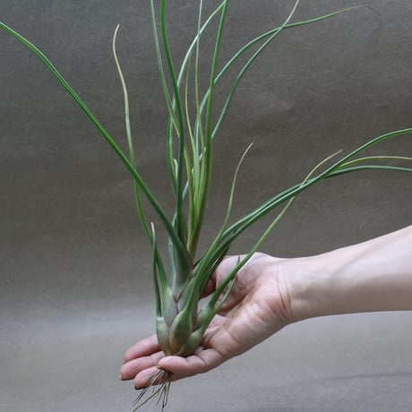 ヘドロ沼 様 ご確認用 イオナンタ バンハイニンギー×ハリスコモンティ