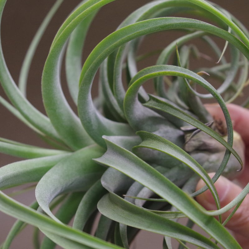 コンコロール × ストレプトフィラ 14号 | air-plants TENGU-DO