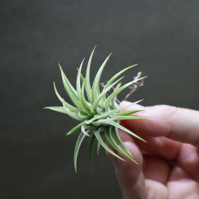 チランジア イオナンタ アルボマージナータ 1株 イオナンタ アルボ