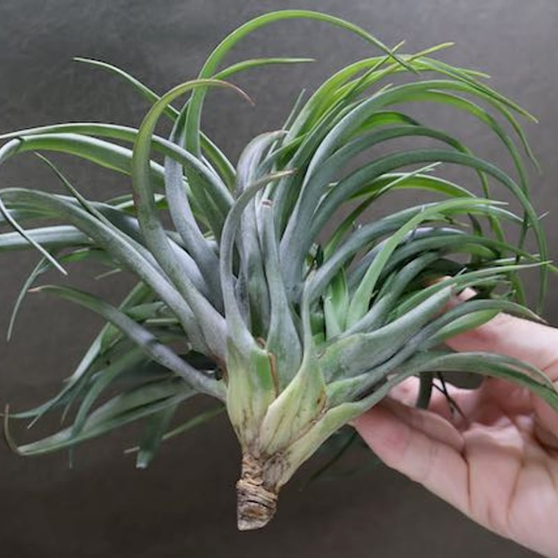 ブラキカウロス タイフーン クランプ05号 | air-plants TENGU-DO