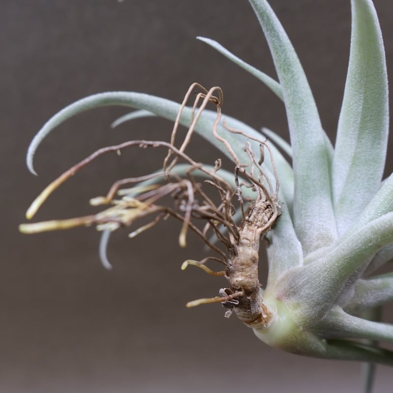 カピタータ シルバーローズ 43号 | air-plants TENGU-DO