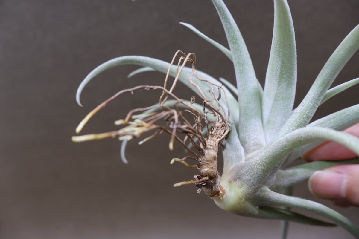 カピタータ シルバーローズ 43号 | air-plants TENGU-DO