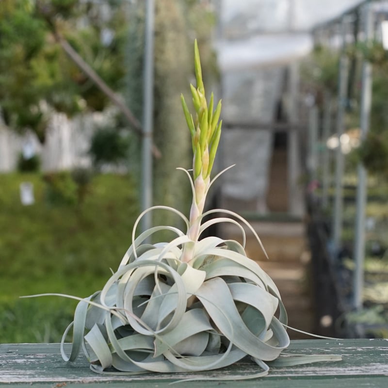 スタッフ特選】キセログラフィカ 花芽付き R号 | air-plants TENGU-DO