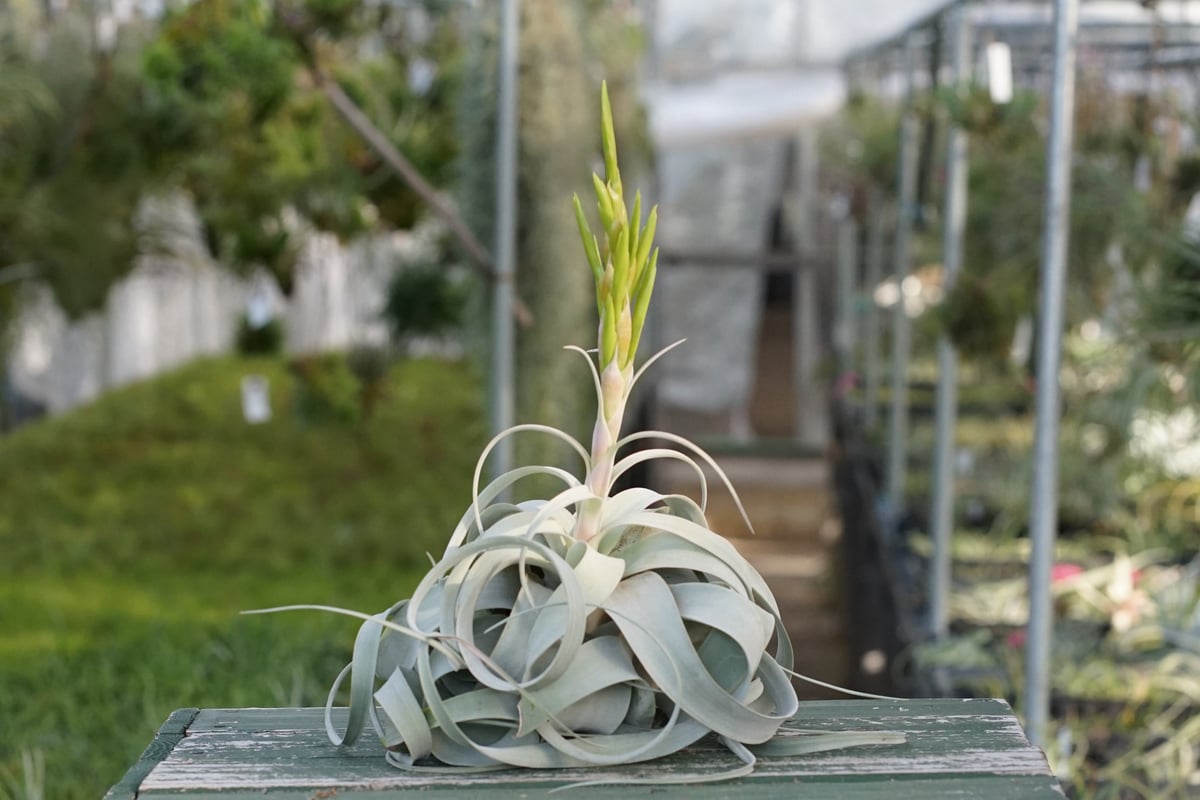 スタッフ特選】キセログラフィカ 花芽付き R号 | air-plants TENGU-DO