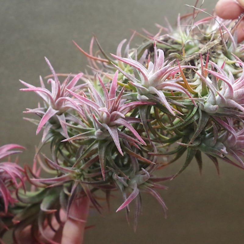 Ionantha vanhyningii 斑入り イオナンタ バンハイニンギー Amazon｜(現品) チランジア イオナンタ バンハイニンギー 斑入り