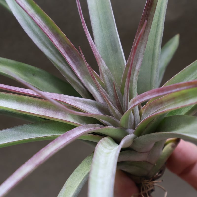 チランジア　Aztec Fire Tillandsia Aztec Fire - (T. schatzlii x kuzmae) - Bird Rock