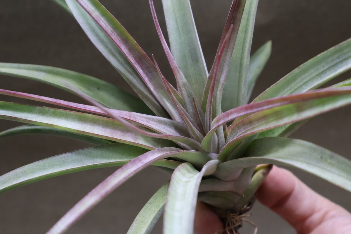 アズテックファイヤー （シャッツリー × クズマエ ) 07号 | air-plants