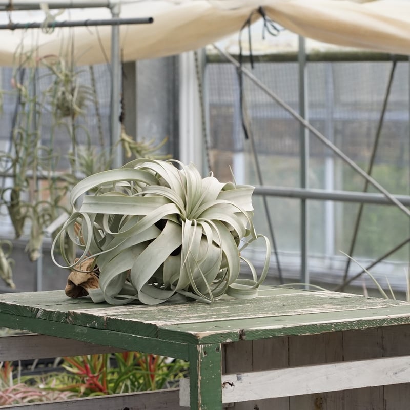 スタッフ特選】キセログラフィカ XLサイズ Z号 | air-plants TENGU-DO