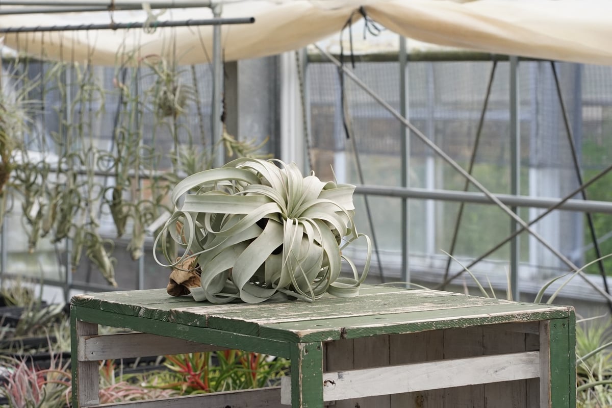スタッフ特選】キセログラフィカ XLサイズ Z号 | air-plants TENGU-DO