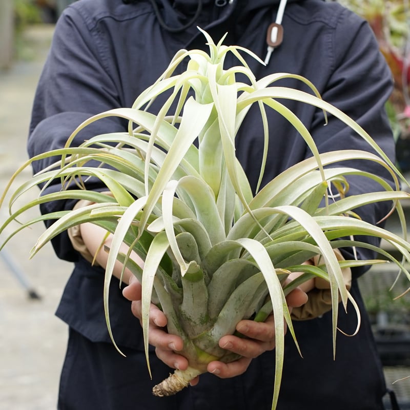 超希少❗️特大❗️チランジア　カピタータ　シルバーローズ✨ チランジア カピタータ シルバーローズTillandsia capitata Silver