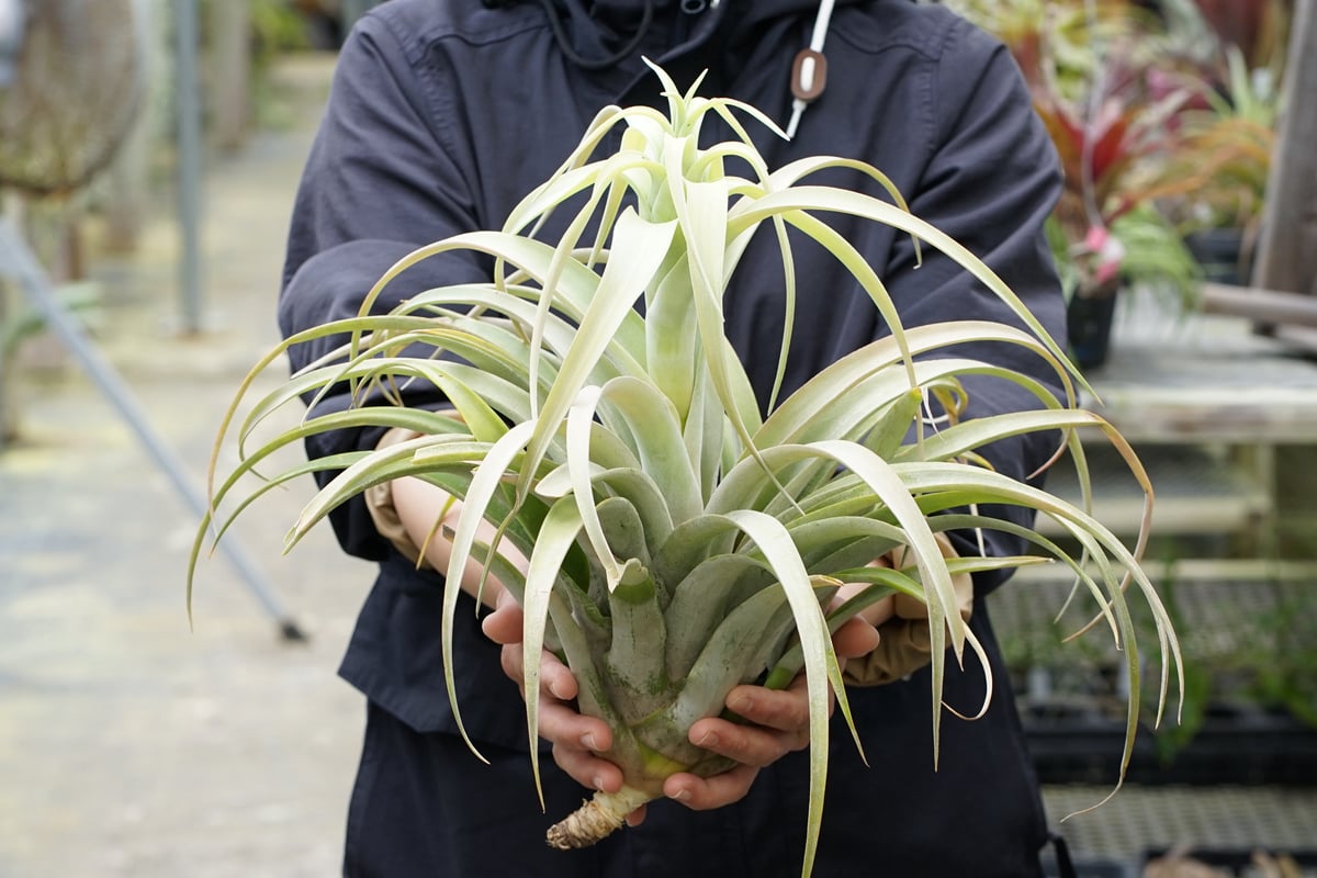 スタッフ特選】カピタータ シルバーローズ 2XLサイズ A号 | air-plants