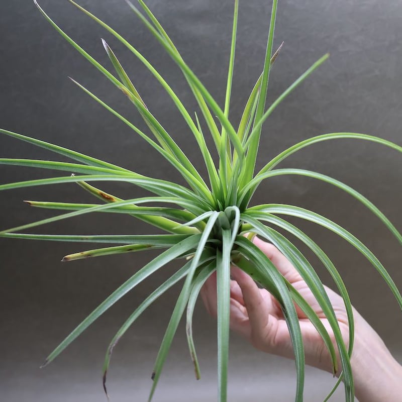 ミラージュ（ロンボイデア×イオナンタ）04号 | air-plants TENGU-DO