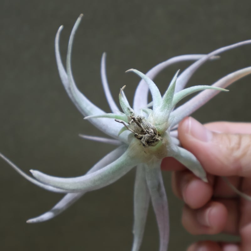 チランジア チアペンシス ギガンテスコ チランジア・チアペンシス・ギガンテスコ T. chiapensis Gigantesco