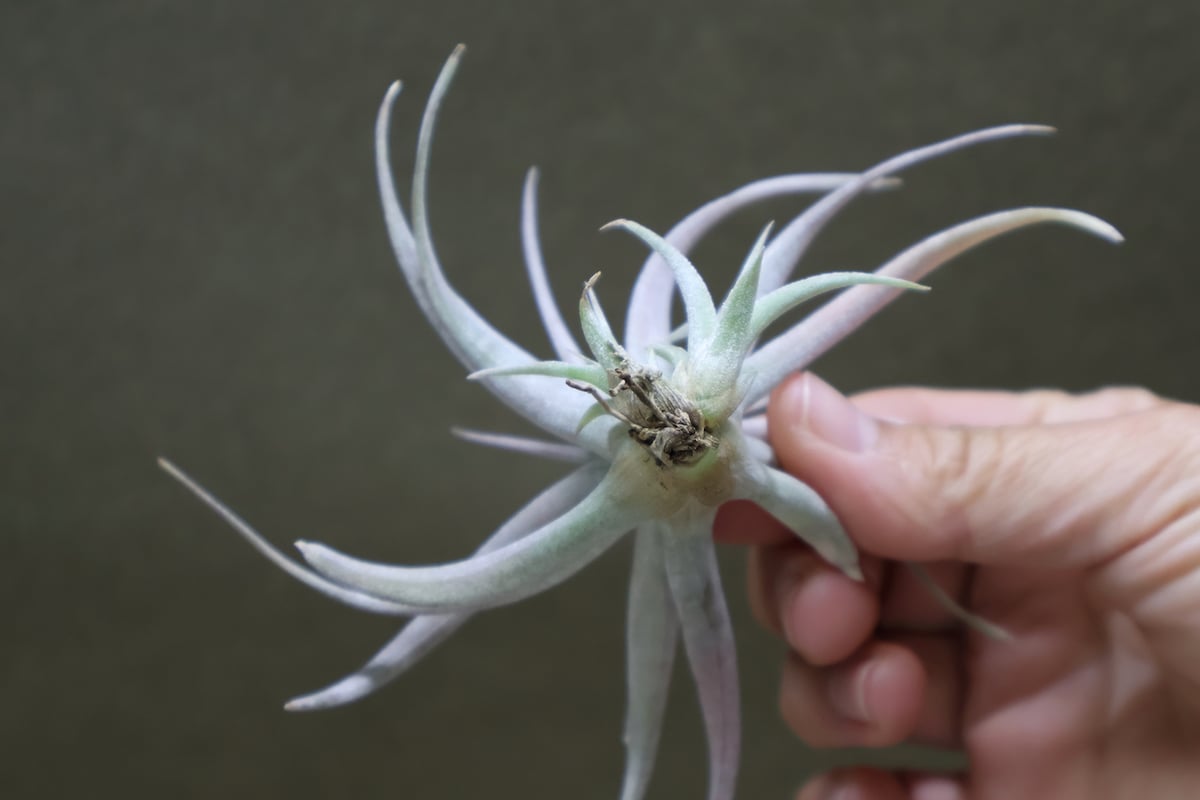 チアペンシス ギガンテスコ 13号 | air-plants TENGU-DO