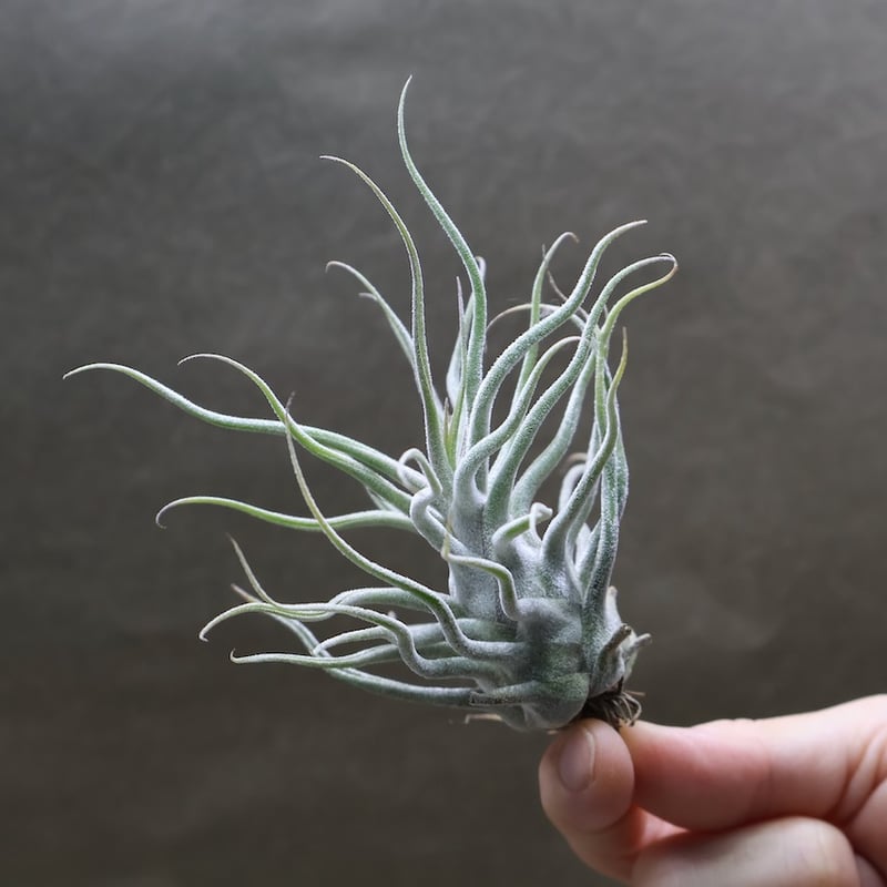 ティー／タイ （エーレルシアナ×ブルボーサ） 22号 | air-plants TENGU-DO