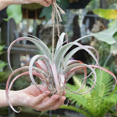 CATEGORY 品種名：A/B/C/D | air-plants TENGU-DO