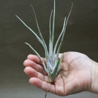 チアペンシス ギガンテスコ 23号 | air-plants TENGU-DO