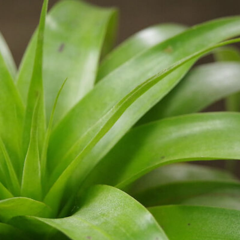 サマンサ 06号 ※送料込 | air-plants TENGU-DO