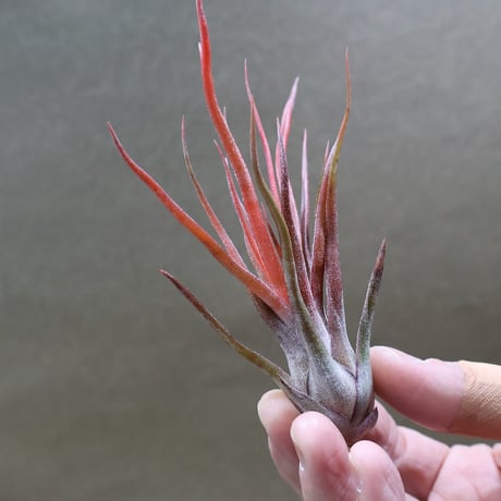 CATEGORY 交配種 | air-plants TENGU-DO