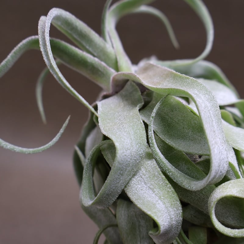 ストレプトフィラ 22号 | air-plants TENGU-DO