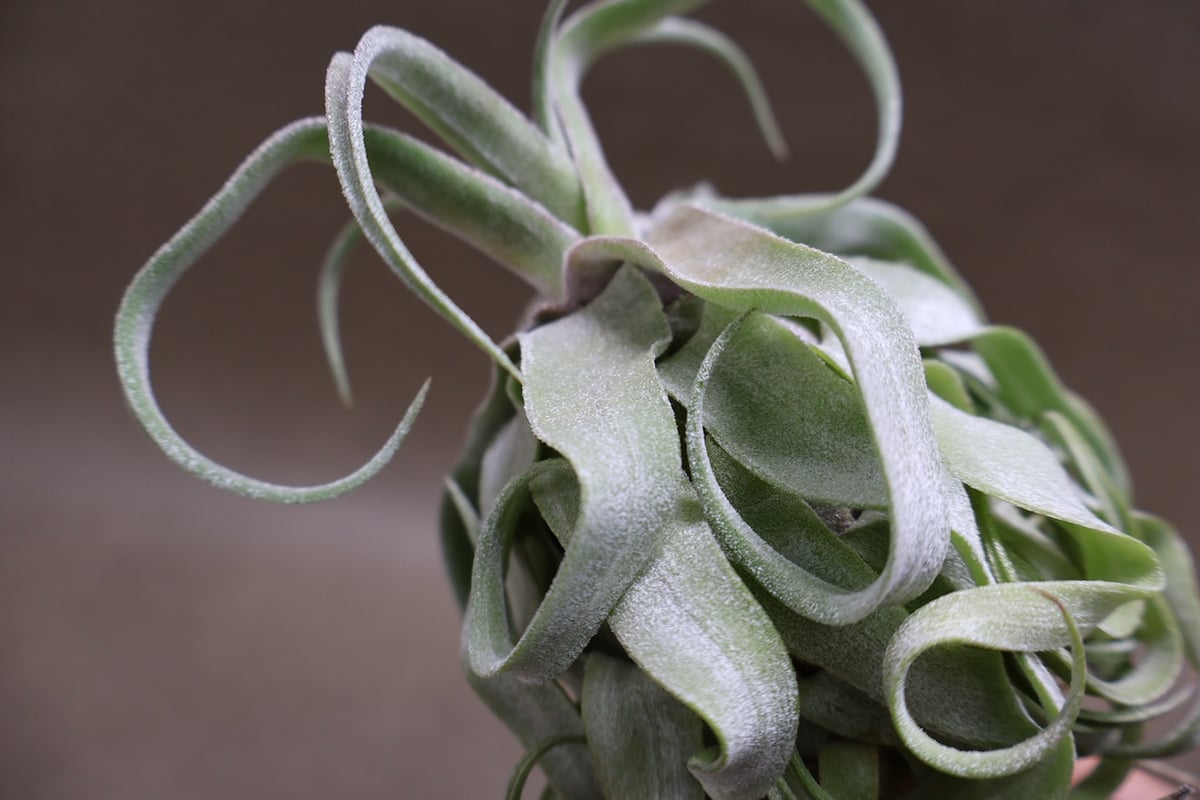 ストレプトフィラ 22号 | air-plants TENGU-DO