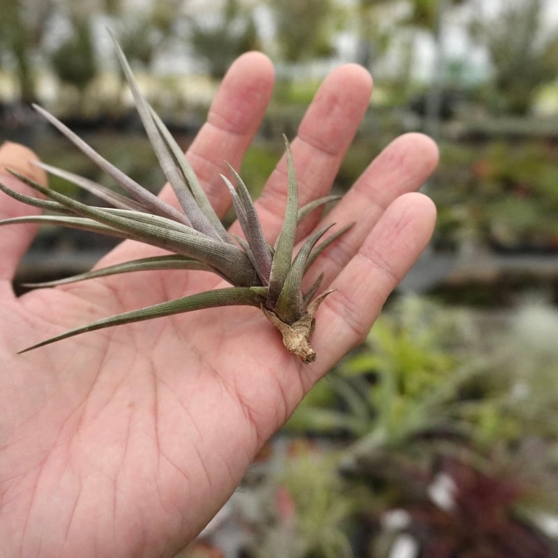 スタッフ特選】ゼチェリ | air-plants TENGU-DO