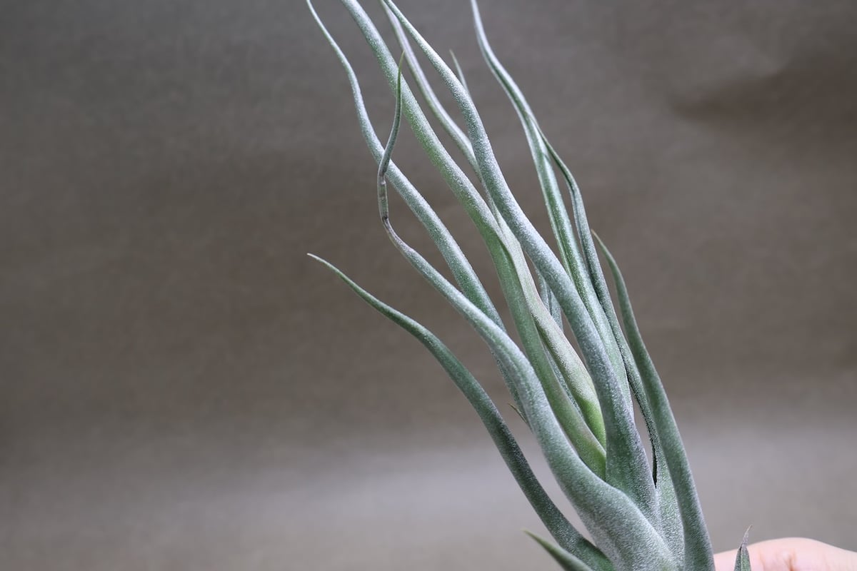 チランジア ty x Showtime チランジア・ショータイム（ショウタイム） Tillandsia Showtime (T