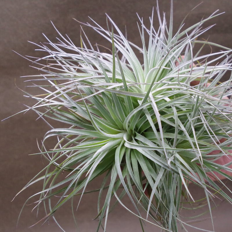 ストリクタ ステアリング クランプ 01号 | air-plants TENGU-DO