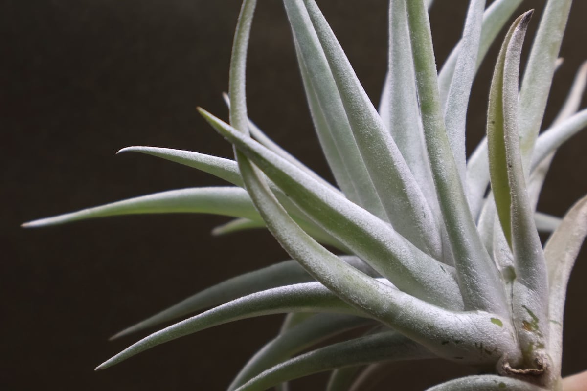 ハリシー 07号 | air-plants TENGU-DO