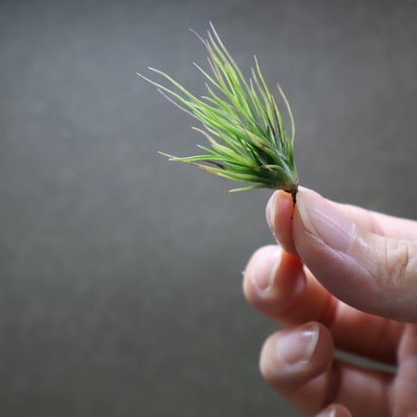 CATEGORY 品種名：I/J/K/L | air-plants TENGU-DO